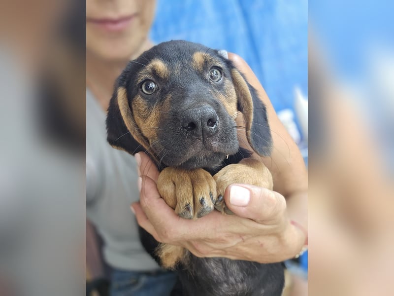 Romeo sucht bei Dir sein Körbchen oder eigens Bett für Immer