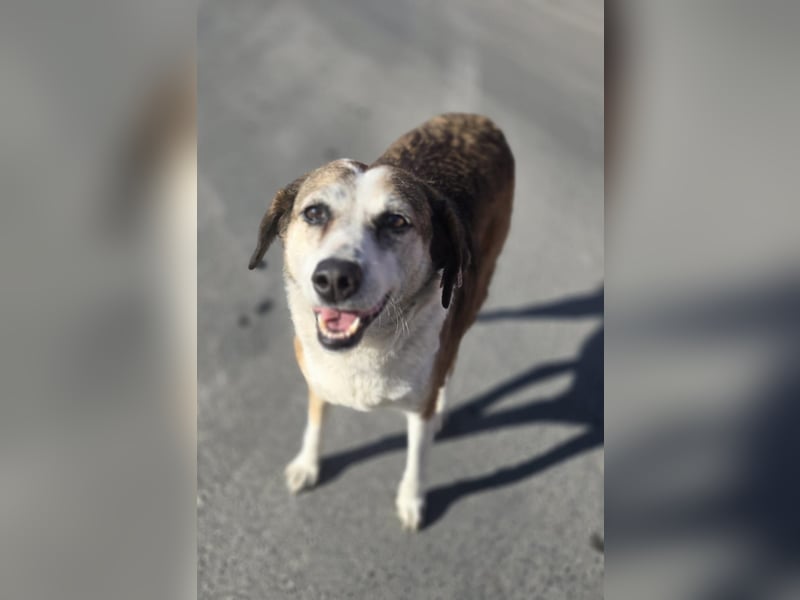 Veska - ältere Hundedame sucht dich für ihren Alterswohnsitz