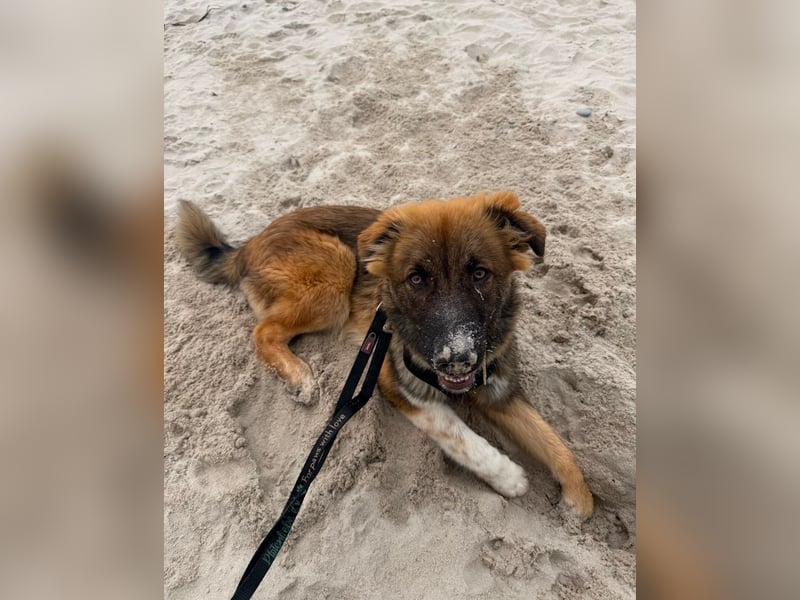 Zayden - sucht sein Foreverhome bei dir - er ist ein toller Wegbegleiter für dich