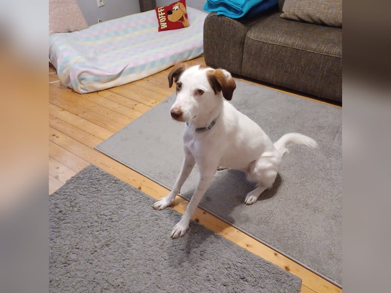 Filippa - sucht ihr Foreverhome, in dem sie geliebt wird und für immer bleiben darf