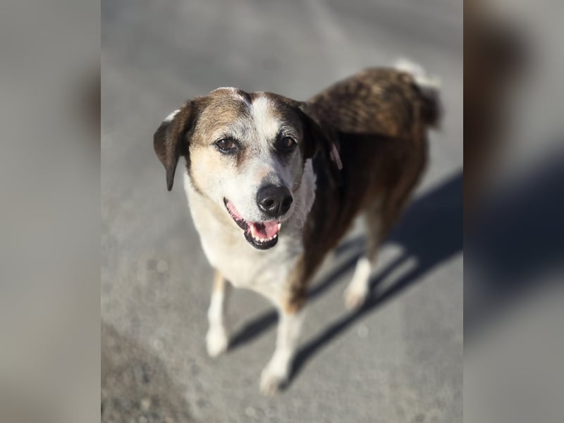 Veska - ältere Hundedame sucht dich für ihren Alterswohnsitz