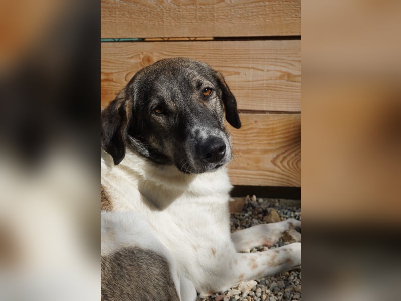 Kira - Lebensfreude auf vier Pfoten - besuchbar in DE 76689 Karlsdorf