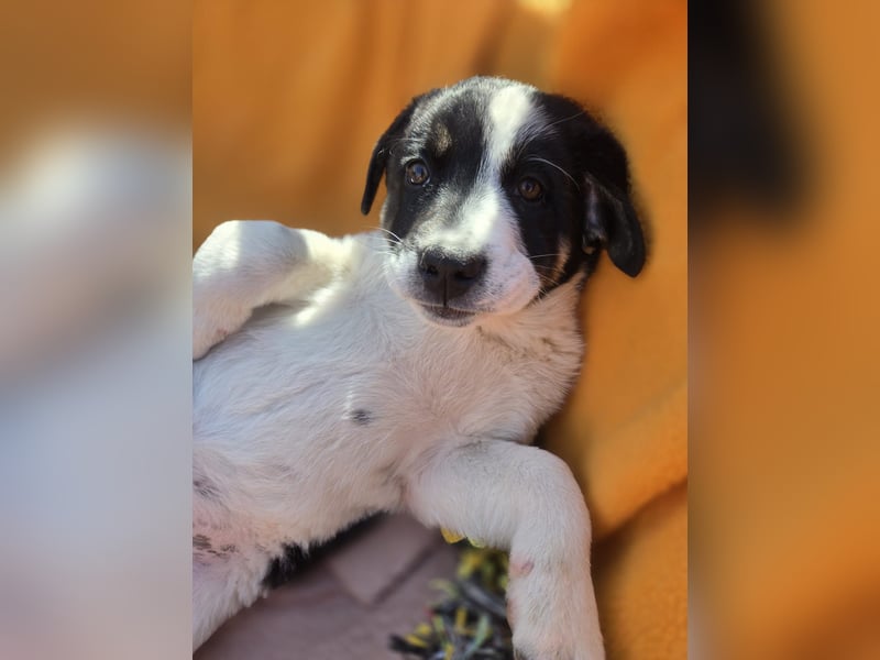 Bingo - sucht ein warmes Körbchen und vieeeel Liebe