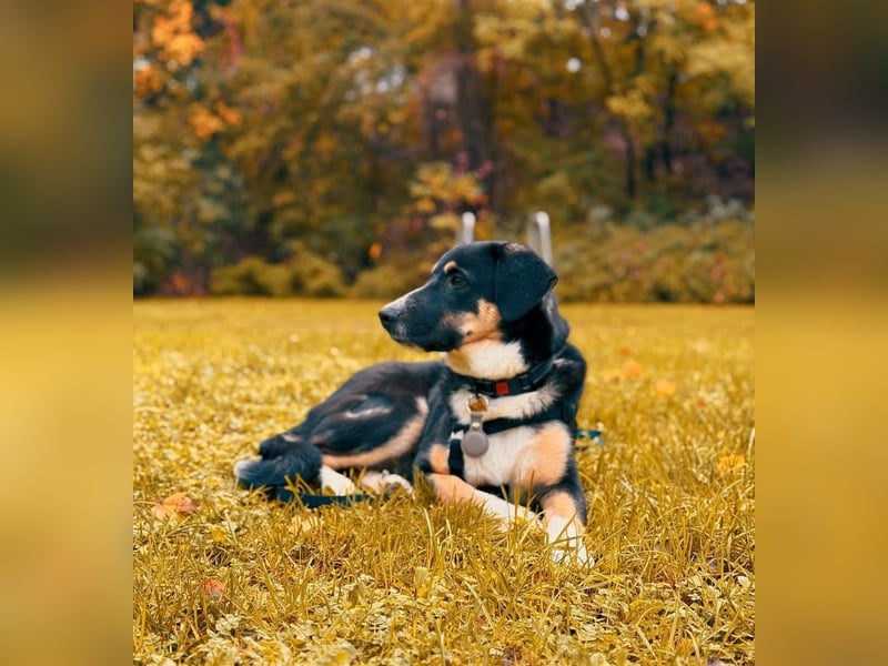 Charlie - besonderer Traum , Hund mit sanften Wesen