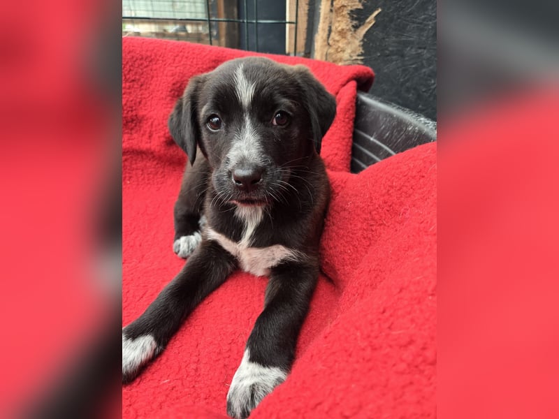 Dolce - süss, fröhlich und zugänglich - sucht genau dich - ja dich