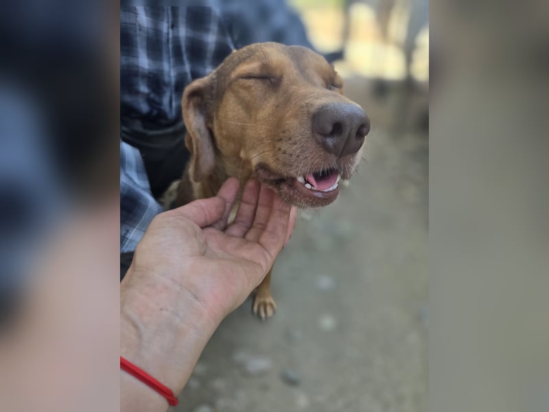 Sarinka - Hundemama sucht jetzt ihr Foreverhome - bei Dir