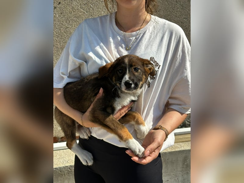 Maja - offene, lebensfrohe kleine Hündin sucht Dich - ja Dich