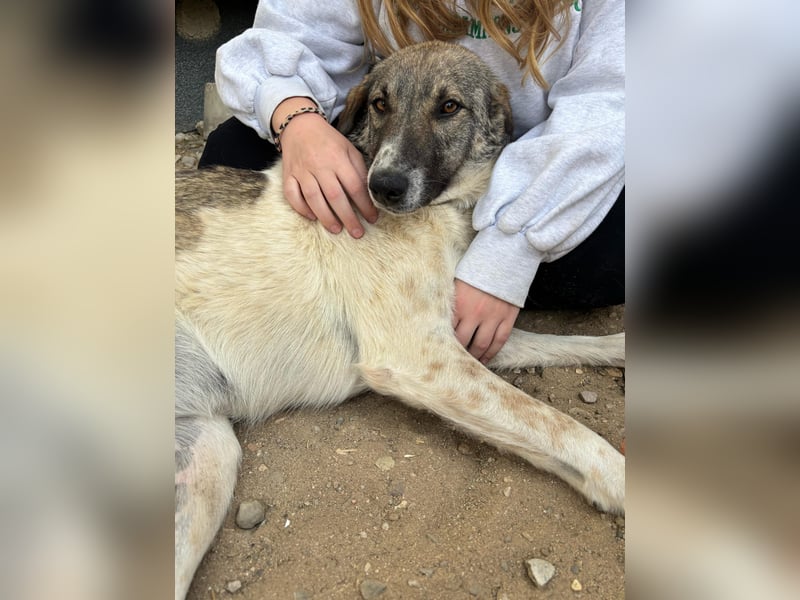 Kira - Lebensfreude auf vier Pfoten - besuchbar in DE 76689 Karlsdorf