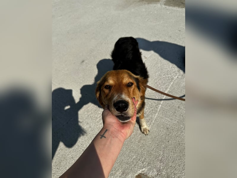 Ella - fröhliche junge Hündin - sucht Dich - genau Dich