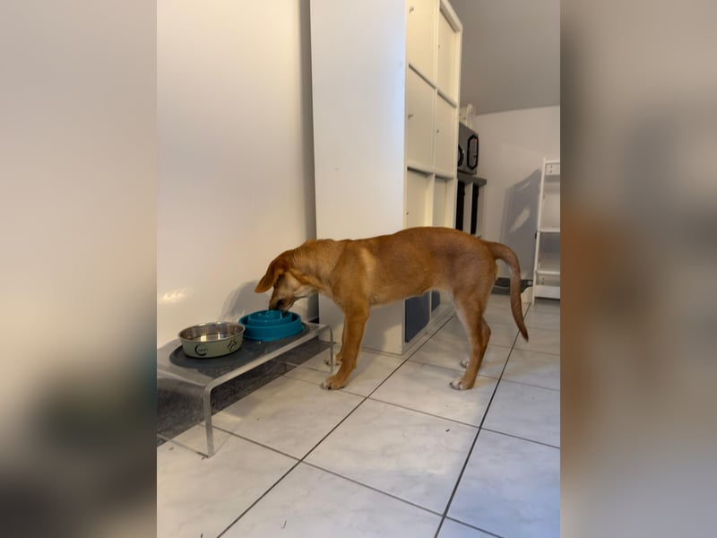 Lani - sucht ihr wahres Happy End - gelehrige Junghündin