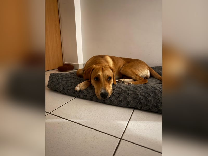 Lani - sucht ihr wahres Happy End - gelehrige Junghündin