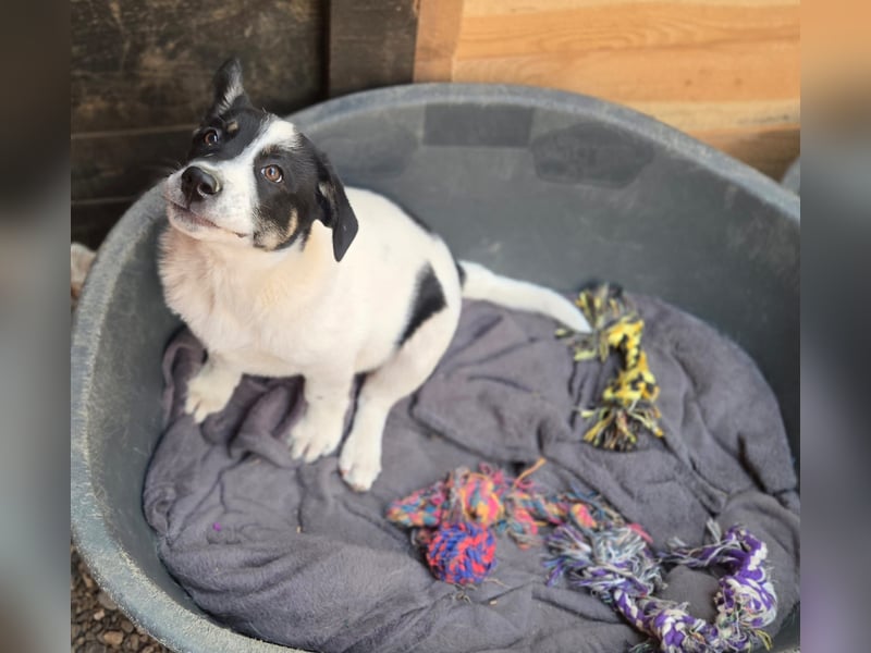 Bingo - sucht ein warmes Körbchen und vieeeel Liebe