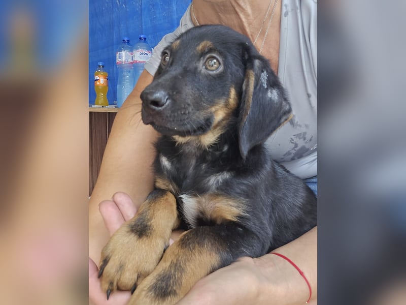 Russel - willst du mit mir gemeinsam wachsen und mir ein Forever Home geben ? Ja Du