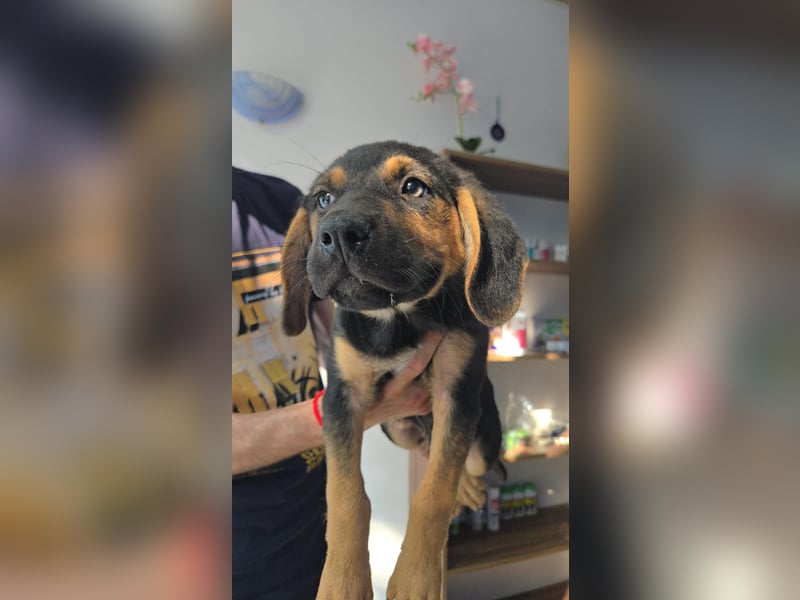 Romeo sucht bei Dir sein Körbchen oder eigens Bett für Immer