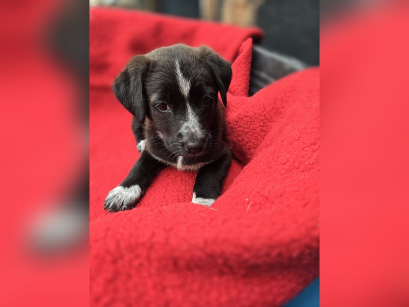 Dolce - süss, fröhlich und zugänglich - sucht genau dich - ja dich