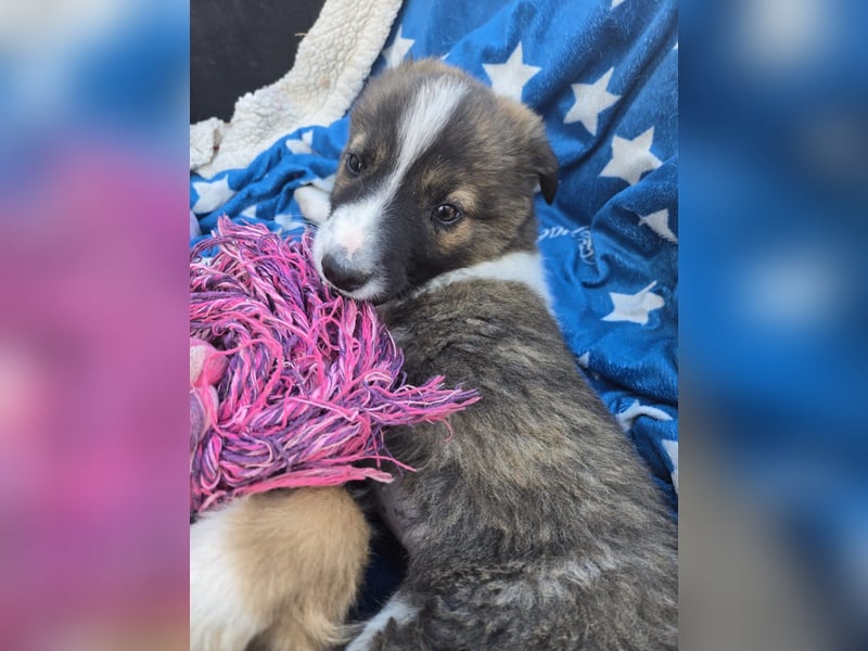 Zadie - darf ich bei dir ankommen und ein Teil deiner Familie werden
