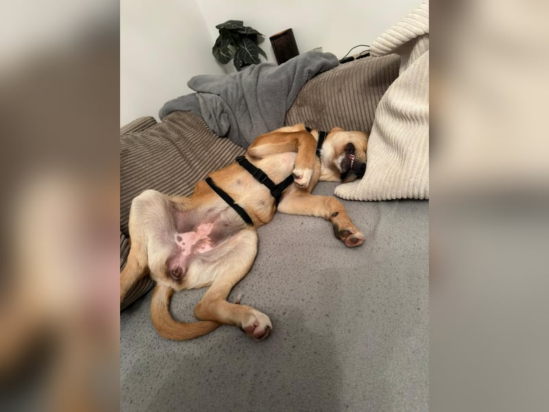 Lani - sucht ihr wahres Happy End - gelehrige Junghündin