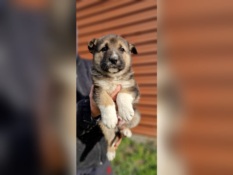 Whisky - junger Rüde möchte Dein Familienmitglied sein