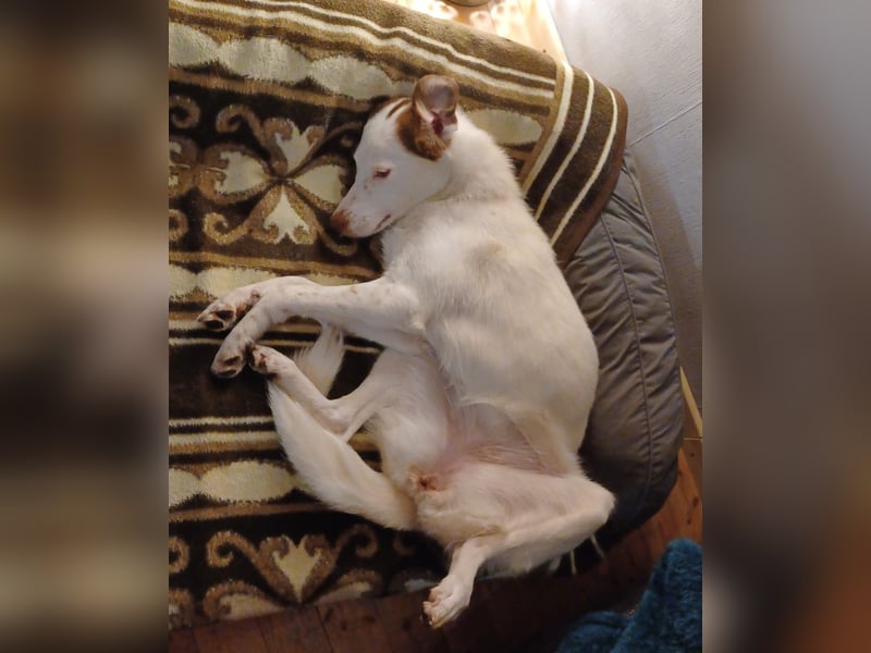 Filippa - sucht ihr Foreverhome, in dem sie geliebt wird und für immer bleiben darf