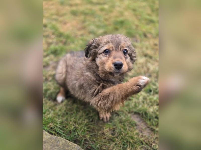 Tizia - verspielt, neugierig und verschmuste Welpe sucht dich