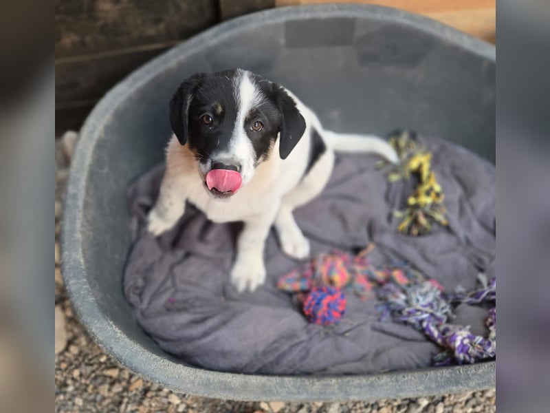 Bingo - sucht ein warmes Körbchen und vieeeel Liebe