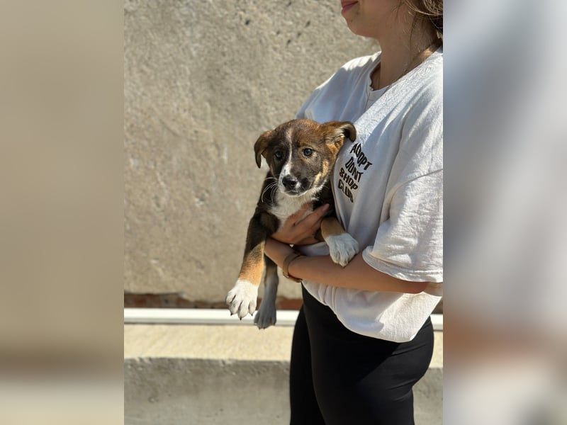 Maja - offene, lebensfrohe kleine Hündin sucht Dich - ja Dich