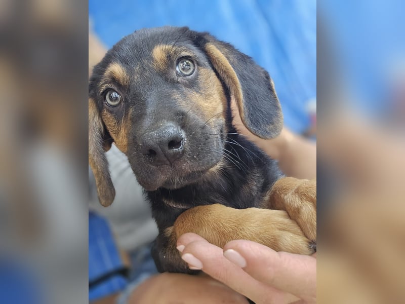 Romeo sucht bei Dir sein Körbchen oder eigens Bett für Immer
