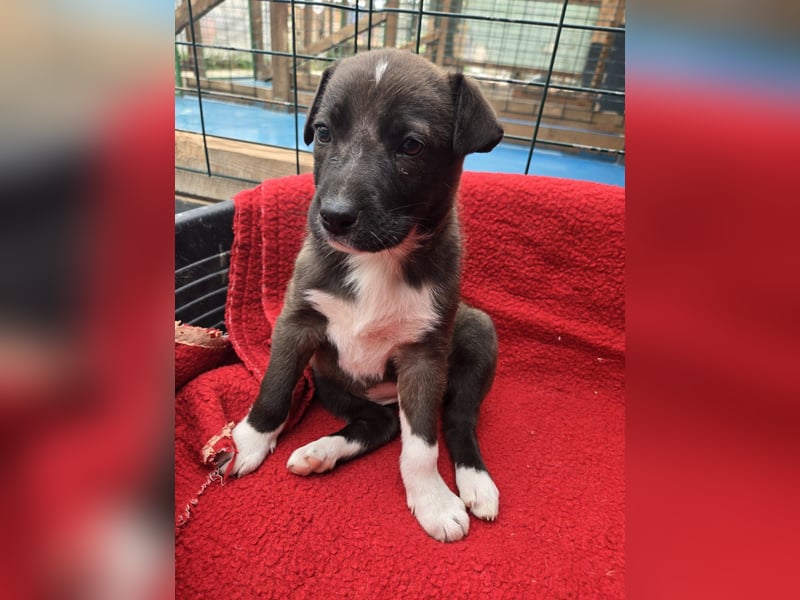Dana - Welpenmädchen sucht dich - für ihr Foreverhome
