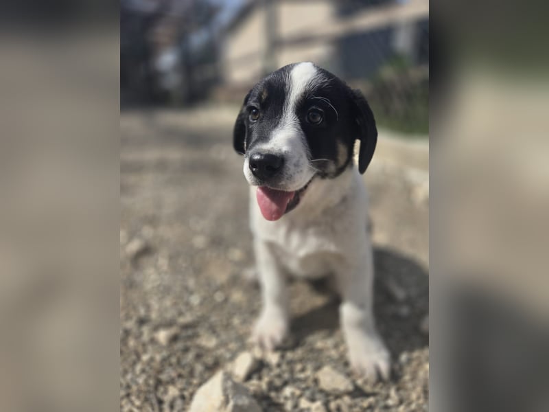 Bingo - sucht ein warmes Körbchen und vieeeel Liebe