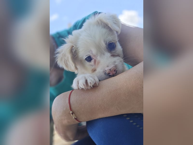 Mika - sucht dich für Abenteuer und Kuschelstunden fürs Leben
