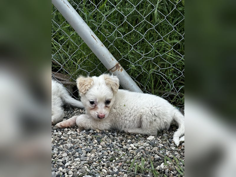 Mika - sucht dich für Abenteuer und Kuschelstunden fürs Leben