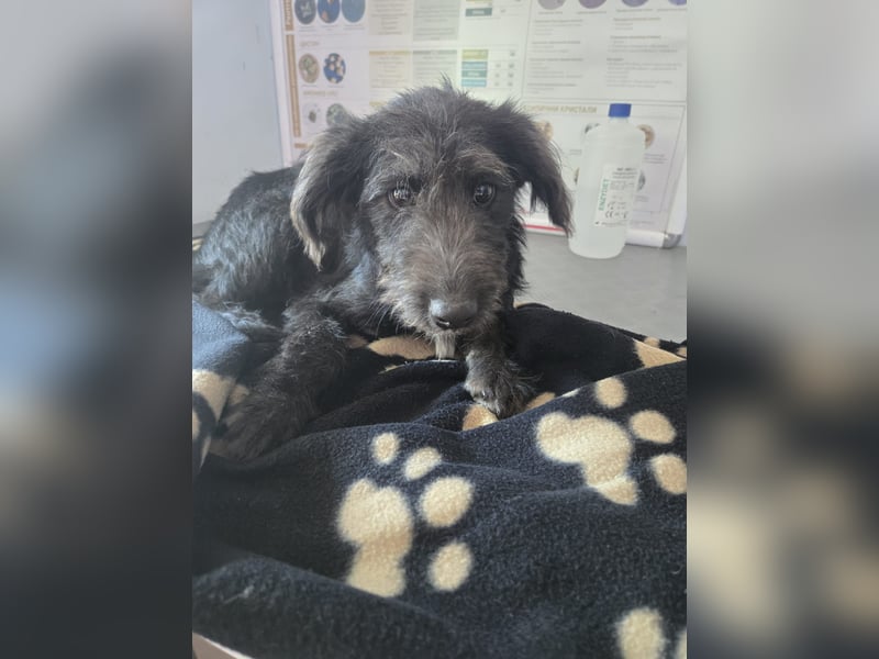 Leon - mit seinem treuen Hundeblick, sucht er ein Zuhause bei Dir
