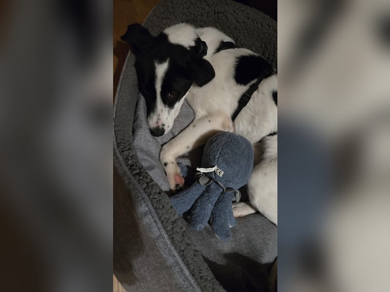 Klara - sucht Dich für gemeinsame Abenteuer