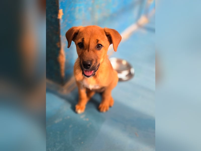 Nesya - sucht ihr Forever Home - bei Dir ?