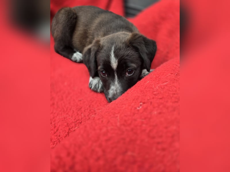 Dolce - süss, fröhlich und zugänglich - sucht genau dich - ja dich