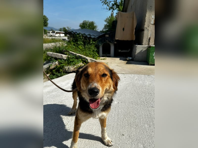 Ella - fröhliche junge Hündin - sucht Dich - genau Dich