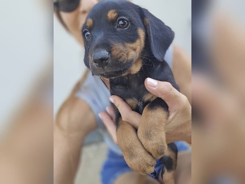 Suki - Abenteurer sucht Dich - mit viel Liebe, Geduld und Verantwortungsbewusstsein