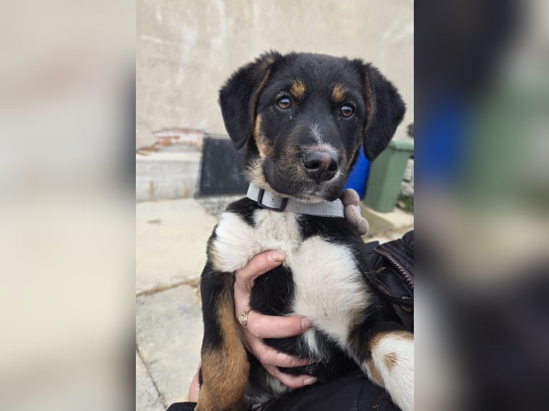 Georgina - möchte dich adoptieren oder Du sie ?