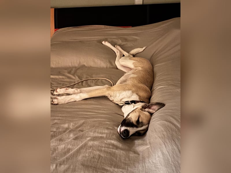 Lilly - will endlich ihr eigenes Für immer Zuhause - ja für immer bitte