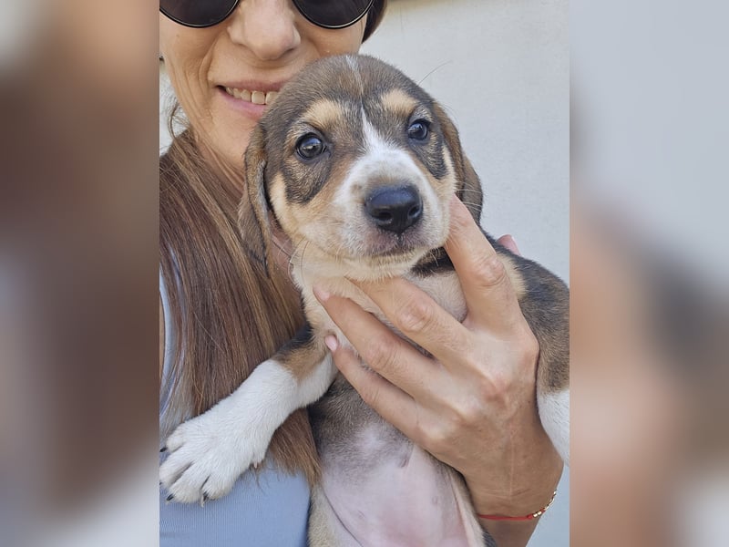 Sanne - sucht dich - typischer Junghund mit viel Liebe im Gepäck