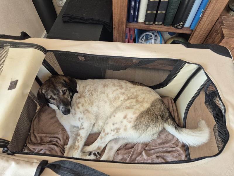 Kira - Lebensfreude auf vier Pfoten - besuchbar in DE 76689 Karlsdorf