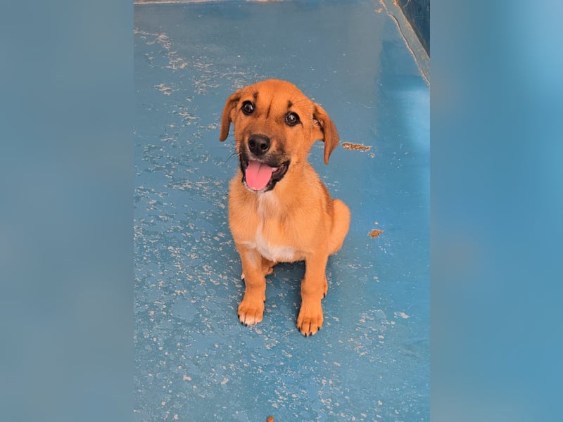 Nesya - sucht ihr Forever Home - bei Dir ?