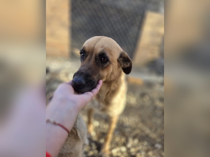 Wieka - Mama und ruhmreiche Kämpferin - sucht ihr Foreverhome