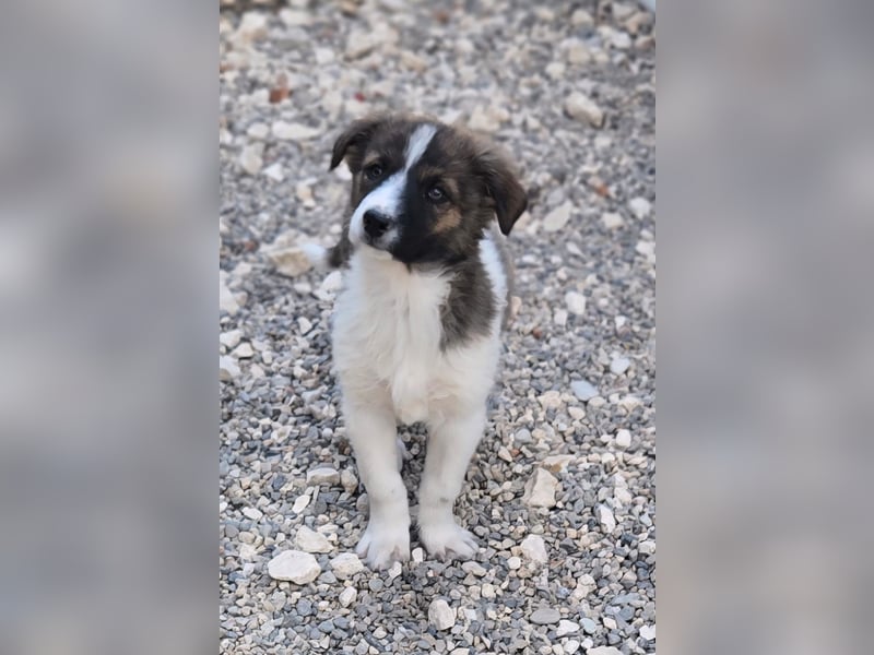 Zadie - darf ich bei dir ankommen und ein Teil deiner Familie werden