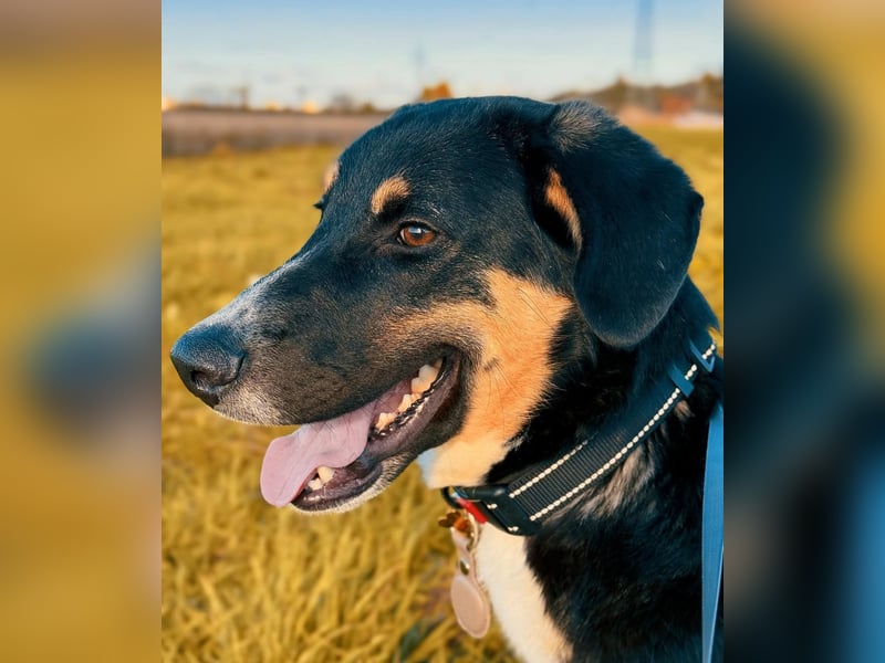 Charlie - besonderer Traum , Hund mit sanften Wesen