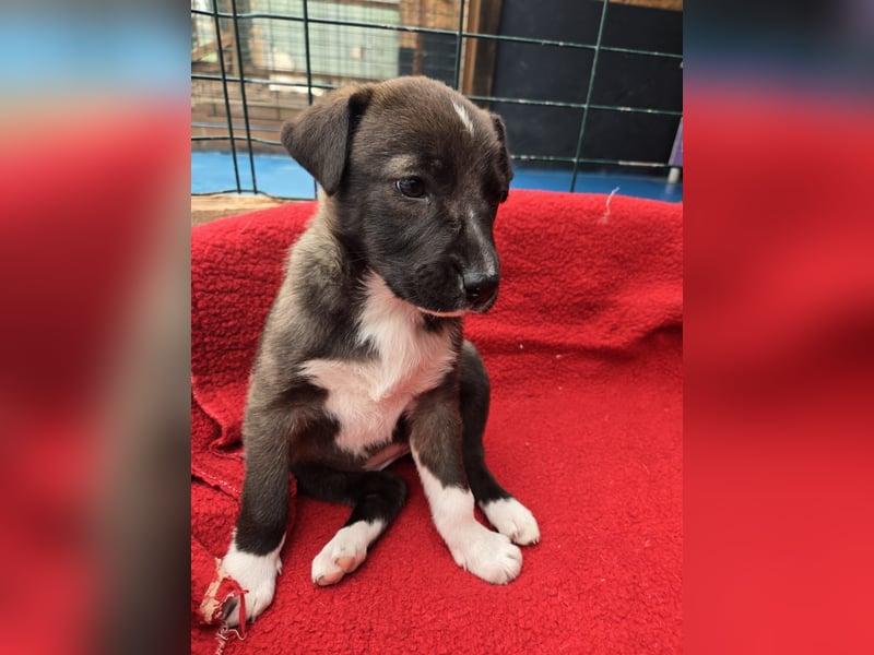 Dana - Welpenmädchen sucht dich - für ihr Foreverhome