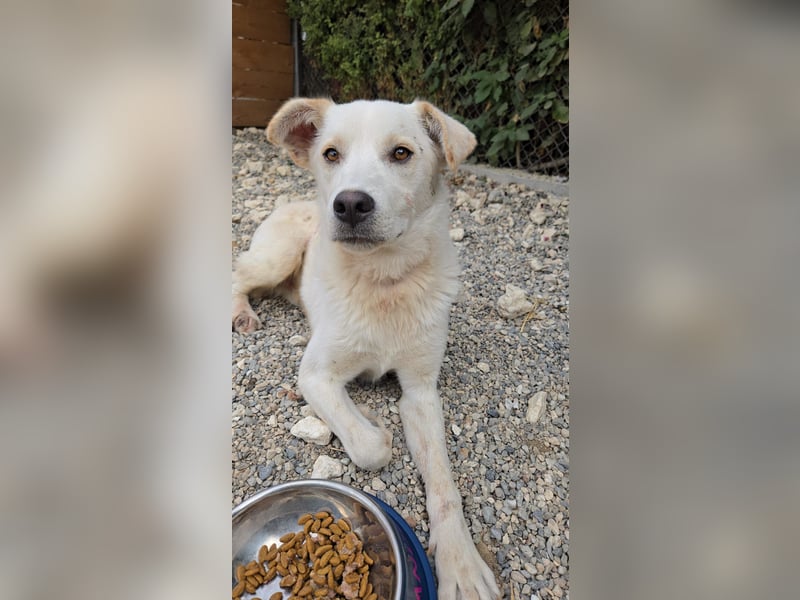 Cem, suchen dringend einen Gnadenplatz - wir wünschen das Cem sein Happy Wesen wieder findet