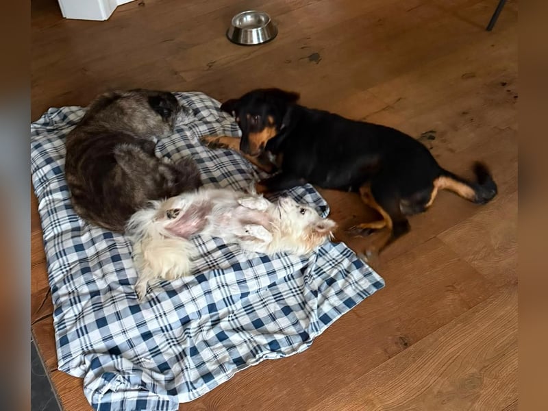 Hera – ein Goldschatz auf vier Pfoten sucht ihre Familie