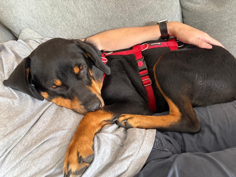 Hera – ein Goldschatz auf vier Pfoten sucht ihre Familie