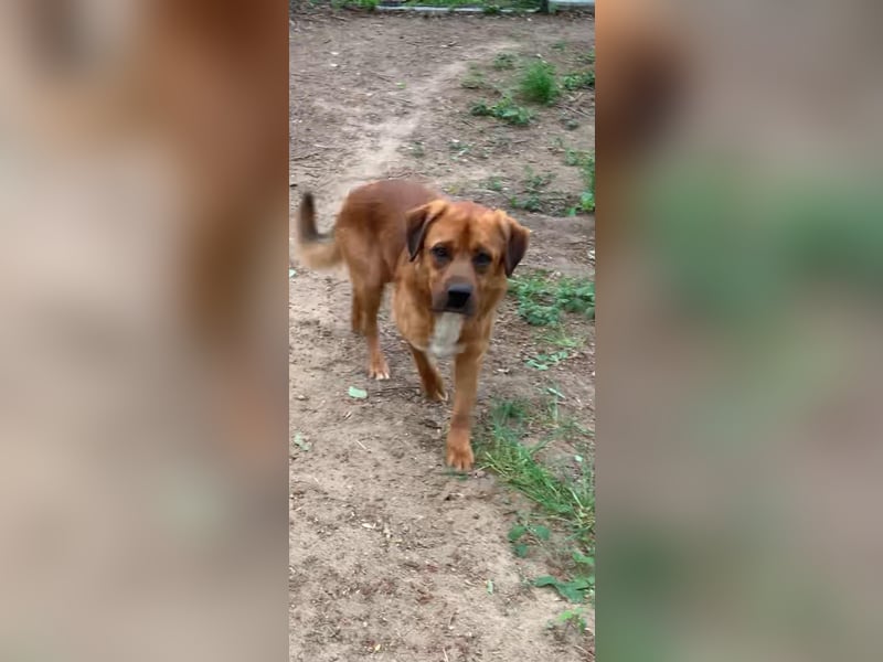 Balou - ist gutmütig